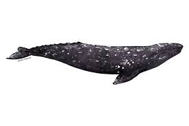 Gray Whale Noaa Fisheries