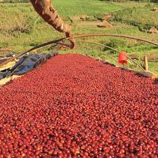 © 2020 media and communications center. Ethiopian Coffee Tour In Only 7 Days Provided By Simien Ethiopia Tours Addis Ababa Ethiopia Tripadvisor