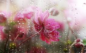 hd wallpaper falling rain in flower