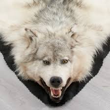 wolf rugs new full head