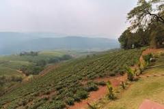 Image result for Where Is Tzaneen Located In South Africa