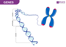 genes characteristics structure and
