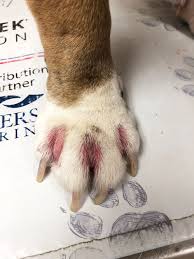 seriously itchy paws whole dog journal