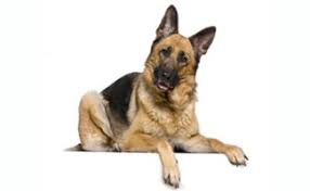 German Shepherd Is It A Great Family Dog Caninejournal Com