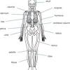 Vintage spinal anatomy 1880 print | zazzle.com. Https Encrypted Tbn0 Gstatic Com Images Q Tbn And9gctzhp Hx7q2glzmp2qv Ejggsx A 00y90fpjhf25iuk8mi9pbp Usqp Cau