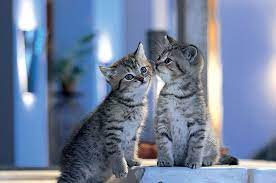 sweet love feline cat kitten couple