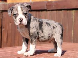 Find alapaha blue blood bulldogs for sale on oodle classifieds. Alapaha Blue Blood Bulldog Easy To Follow Guide