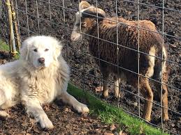 great pyrenees on the homestead