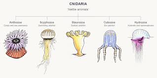 The Five Classes Of Cnidarians Corals Anemones And
