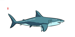 shark drawing ideas how to draw a