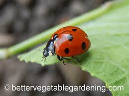 Ladybird Beetle Is A Vegetable Garden