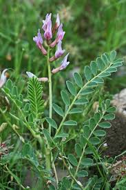 Astragalus verrucosus, flora di Sardegna