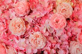 pink flower background beauty