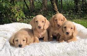 While they are still considered a standard breed, many breeders out there are trying to time and time again they are still considered common dachshunds. Miniature Dachshunds Pure Creams Pra Clear Boys Hayling Island Hampshire Pets4homes