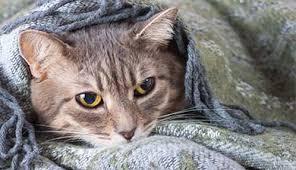 Even if it is a cold, how would you know the correct dosage? Can Cats Get Colds Symptoms And Treatment Advice Petplan