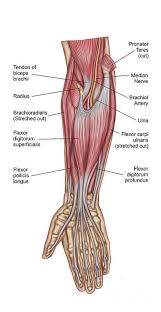 It leads to flexion of the forearm and helps the brush to a position intermediate between. Forearm Anatomy Muscles Anatomy Drawing Diagram