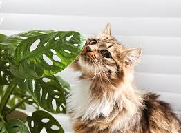 Pet Friendly Plants Protect Pets From