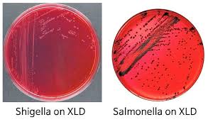 Xld typical salmonella appear as opaque/yellow, pink, or red colonies with black centers. Microbiologist211 Posts Facebook