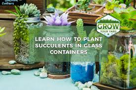 plant succulents in glass containers