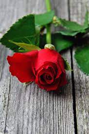red red rose love romantic roses