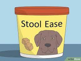 rectal prolapse in dogs symptoms