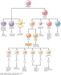 Introduction To The Immune System Harrisons Principles Of