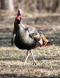 what-happened-to-the-turkeys-in-kansas