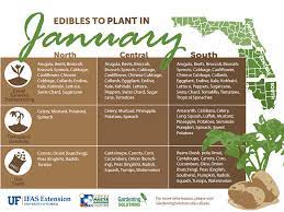 vegetables to plant in january