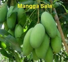 Nama mangga berasal dari bahasa tamil, mankay, yang berarti man pohon mangga + kay buah. Anim Agro Technology Mangga Sala Kenali Dia
