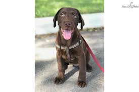 Chocolate labrador retrievers puppy pictures, family lab photos, everything about chocolate. Gunner Labrador Retriever Puppy For Sale Near Tampa Bay Area Florida C01161f8 1131