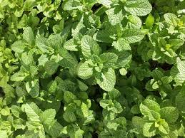 Many Uses Of Mint Leaves The Old Farmers Almanac