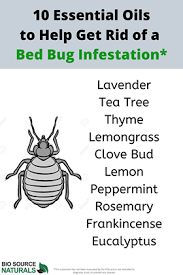 bed bugs