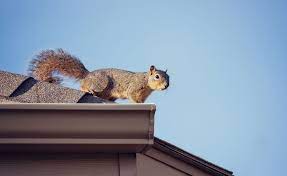The Dangers Of Squirrels In Your Home