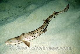 carpet shark photos pictures and images