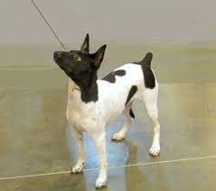 toy fox terrier breeders in ohio with