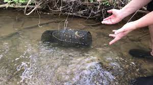 catch crawfish with a minnow trap