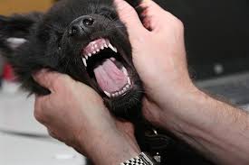 Pale Gums In Dogs What It Means When A Dogs Gums Are Pale