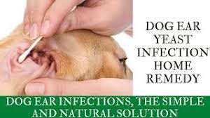 yeast infection in dogs causes