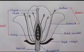 draw a longitudinal section of a flower