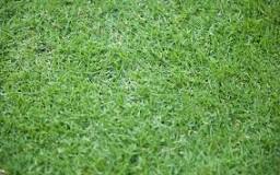 Image result for golf course zoysia grass how to