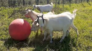 25 best goat toys to keep goats happy
