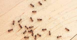 5 reasons you keep having ant problems