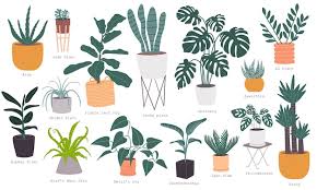 House Plant Vectors Ilrations For