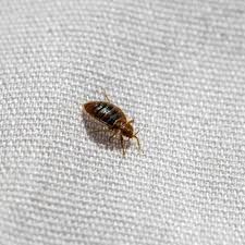 Bed Bug Outbreak Taking Over Paris