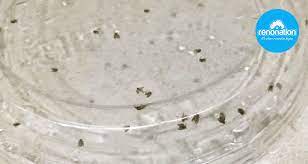 get rid of the pesty drain flies in