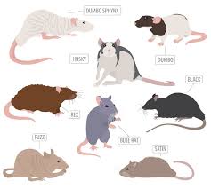 Pet Rat Breeds Varieties What Type Of Rats Are Your Pets