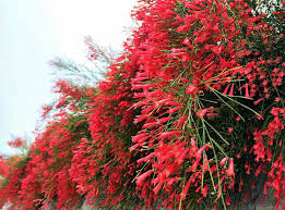 El geranio es una de la perennes que ofrece sus flores incluso en invierno. Pin En Jardin