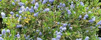 When To Give Up On A Shrub Gardening