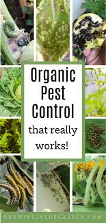 It is a method of protecting your garden against disease and predators without synthetic chemical products. Organic Pest Control That Really Works Growing In The Garden