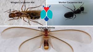 carpenter ants are not termites bogo